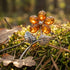 A cognac Baltic amber sterling silver flower brooch basked in sunlight amidst twigs and green moss.