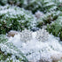 Kagi snowflake stainless steel stud earrings laying on green foliage covered in snow.